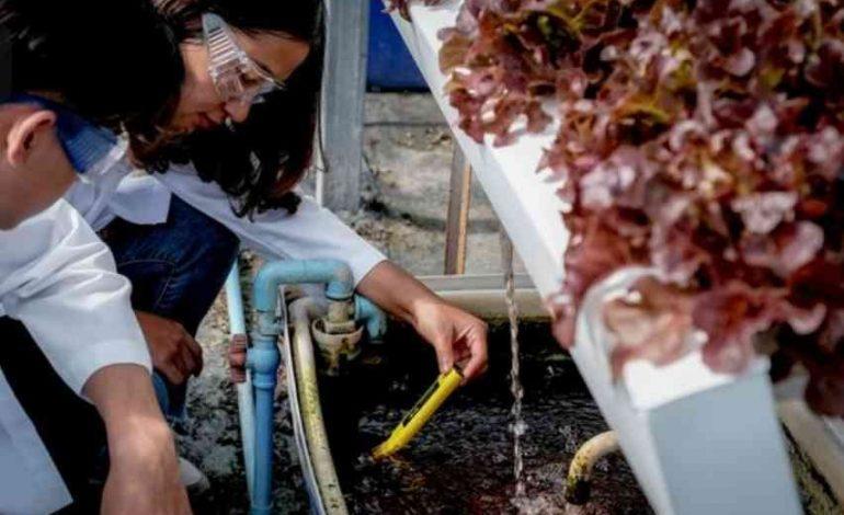 Daftar Habanero Aman: Panduan Pertanian Habanero yang Aman dan Efektif