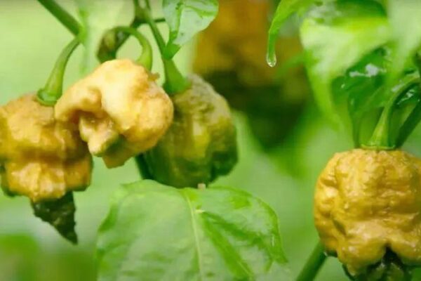 Daftar Habanero Resmi: Pilihan Terbaik untuk Penggemar Pedas!