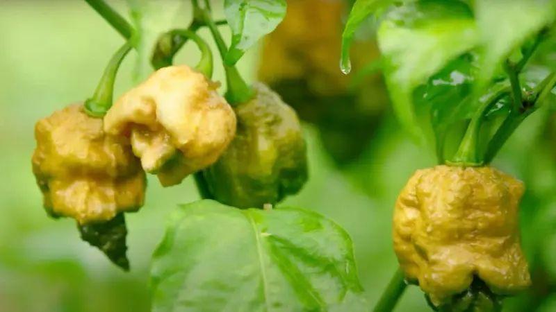 Daftar Habanero Resmi: Pilihan Terbaik untuk Penggemar Pedas!